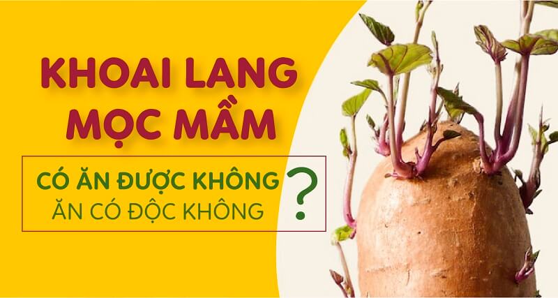 Khoai lang mọc mầm ăn có sao không