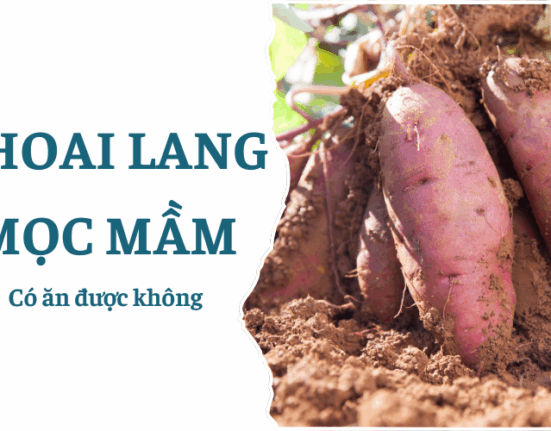 Khoai lang mọc mầm có ăn được không