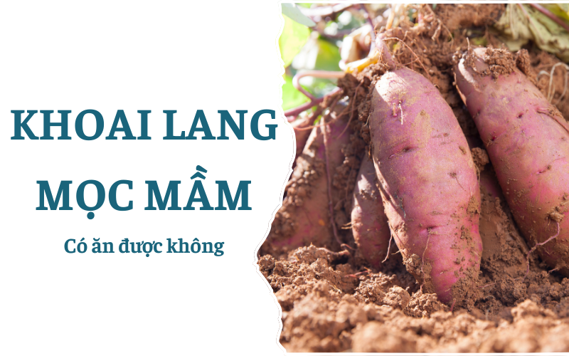 Khoai lang mọc mầm có ăn được không